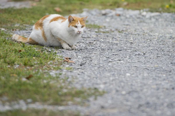 Gato blanco y marrón mirándote — Foto de Stock