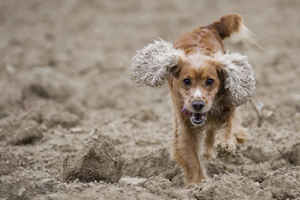 子犬犬のコッカー ・ スパニエル — ストック写真