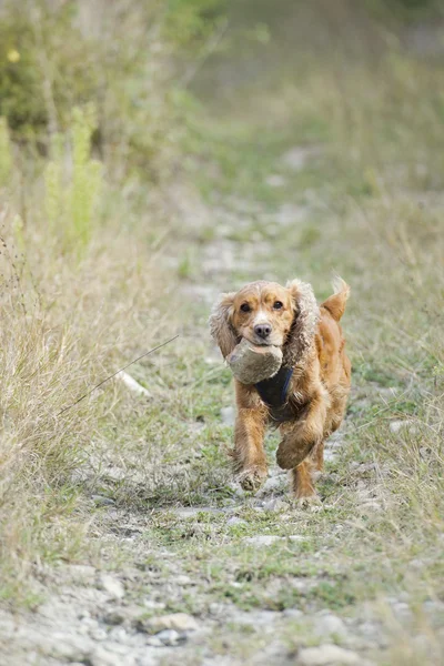 子犬犬のコッカー ・ スパニエル — ストック写真