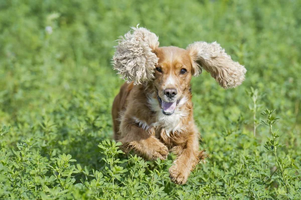 Cucciolo cane cocker spaniel — Foto Stock