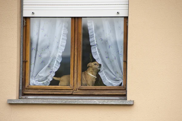 Mały pies w oknie — Zdjęcie stockowe