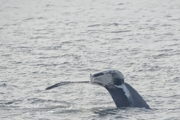 突背クジラの尾 — ストック写真