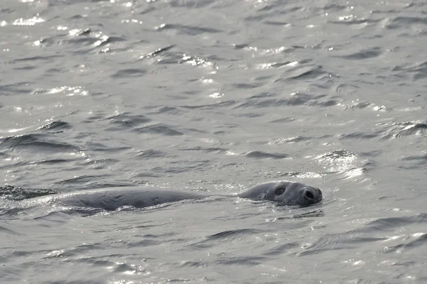 Una foca mientras nadas — Foto de Stock
