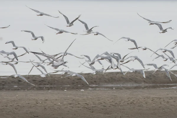 Gaviotas mientras vuelan —  Fotos de Stock