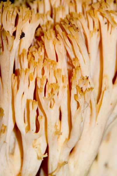 자연 환경에서 버섯 — 스톡 사진