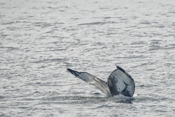 Queue de baleine à bosse — Photo