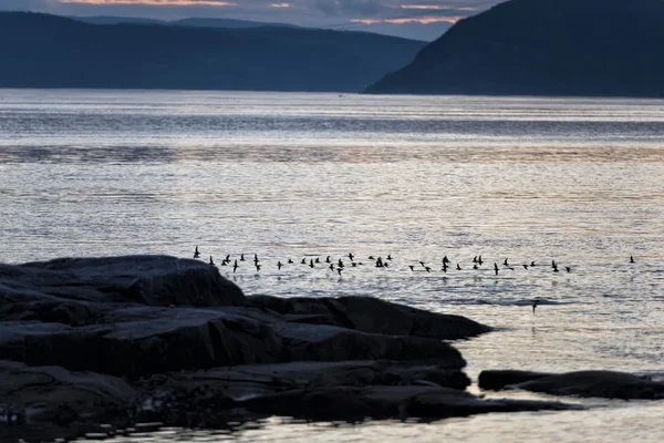 Fåglar som flyger nära stranden — Stockfoto