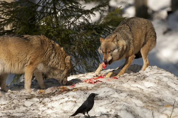 Vargen äter i snön — Stockfoto