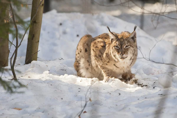 Luchs im Schnee — Stockfoto