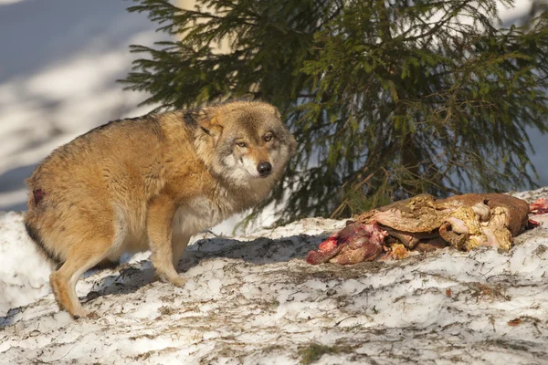 Lobo comendo na neve — Fotografia de Stock