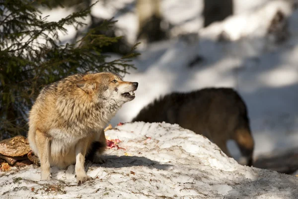 Wolf eten in de sneeuw — Stockfoto