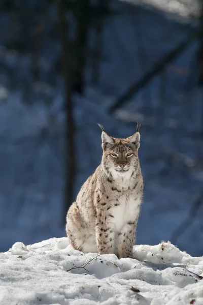 雪地里的山猫 — 图库照片