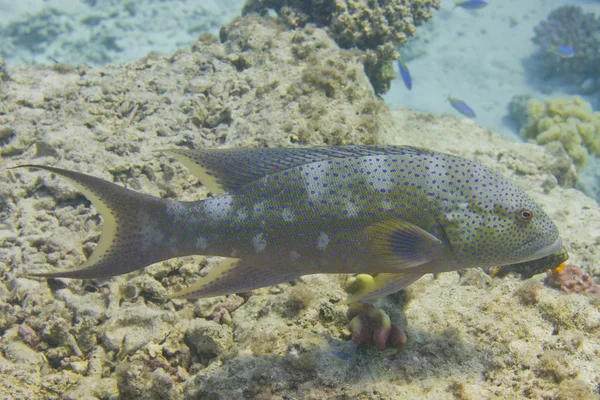 Röd grouper revfiskar — Stockfoto