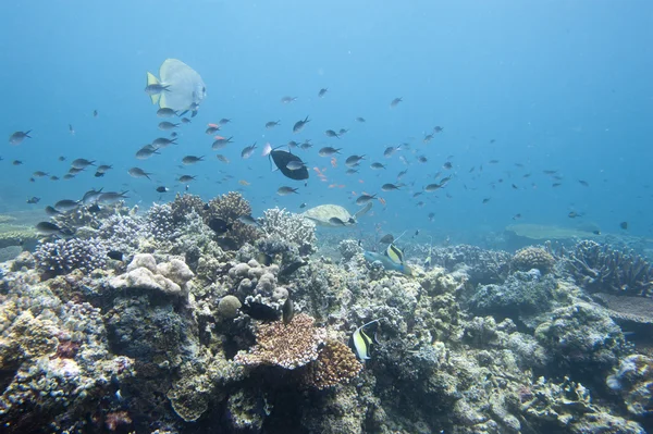 Rumah karang Borneo untuk Fishes — Stok Foto