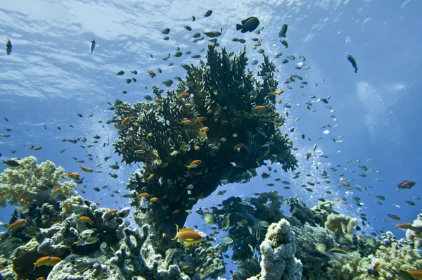 Mar Rosso casa coralli per i pesci — Foto Stock