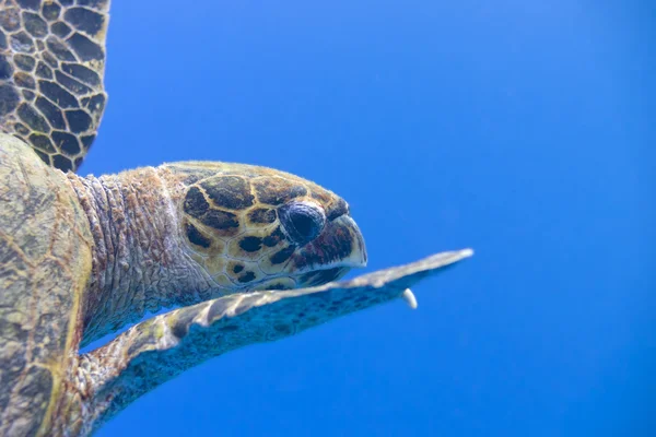 바다거북 초상화 — 스톡 사진