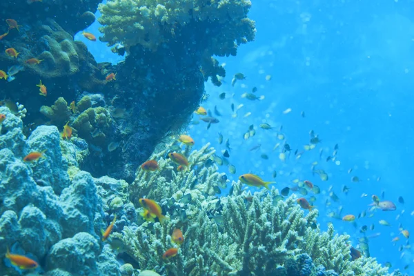 Rudé moře korály dům pro ryby — Stock fotografie