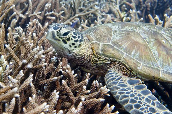Un retrato de tortuga marina — Foto de Stock