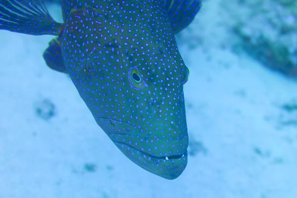 红珊瑚石斑鱼 — 图库照片