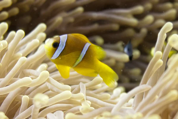 Röda havet clown fisk — Stockfoto