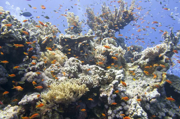 Red Sea corals house for Fishes — Stock Photo, Image