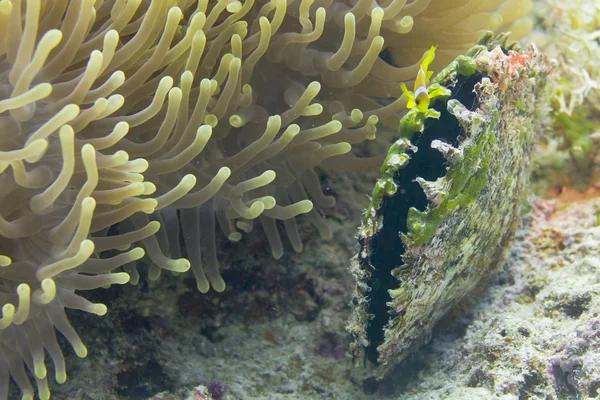 Very small Red Sea clown fish — Stock Photo, Image