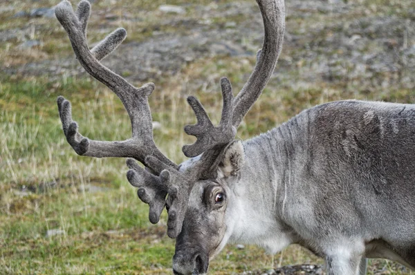 Wild reindeer in Spitzbergen — Stock Photo, Image