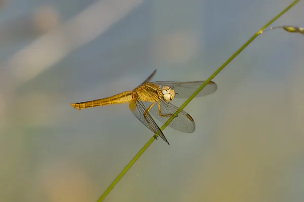 Goldeb dragonfly — Stock Photo, Image