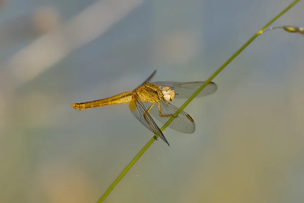 Libellula dorata — Foto Stock