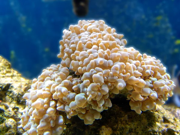 Жорстких коралові макросу — стокове фото