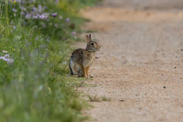 Jeune chiot Jack lièvre lapin — Photo
