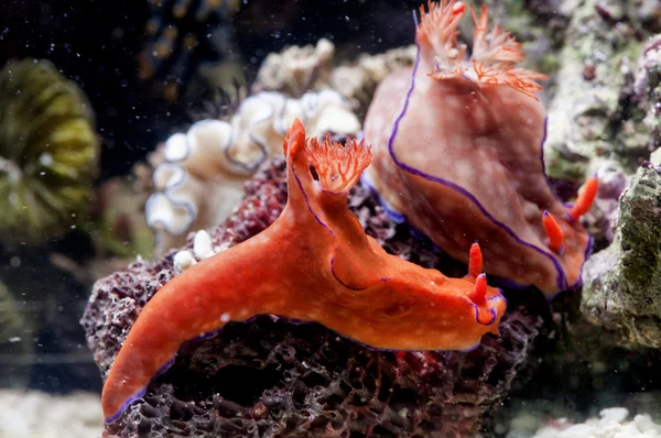 다채로운 nudibranches — 스톡 사진