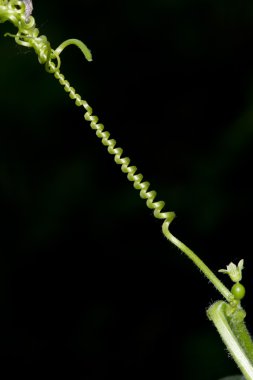 üzüm sarmal Şubesi