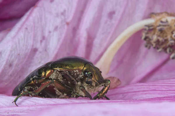 Mosca aislada sobre el fondo verde — Foto de Stock