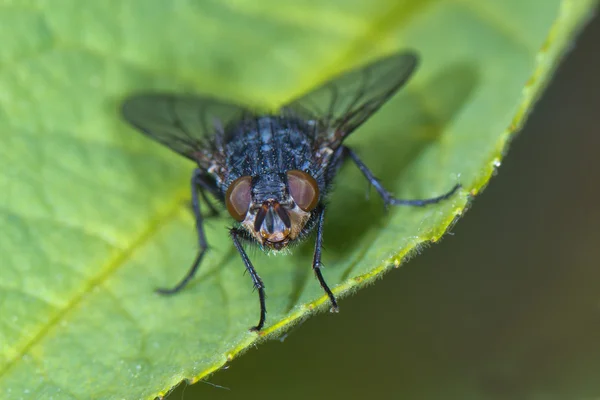 Isolated fly on the green background — Stock Photo, Image