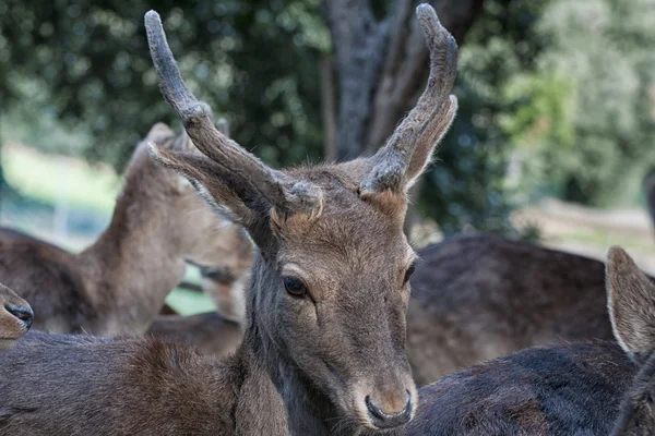Joven hembra ciervo mula —  Fotos de Stock