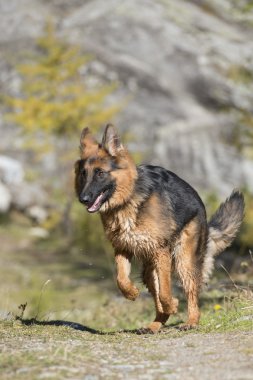 Alman shepard için çalışırken