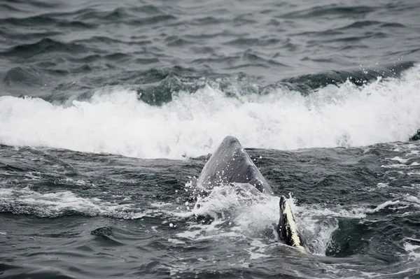 Горбатих китів на Алясці — стокове фото