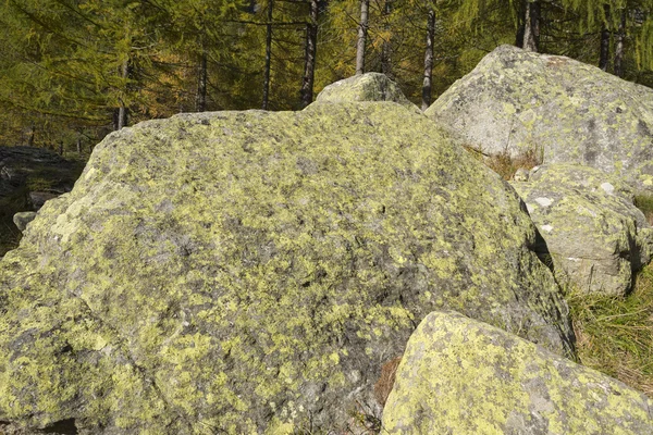 Lichen on mountain rocks view — Stock Photo, Image