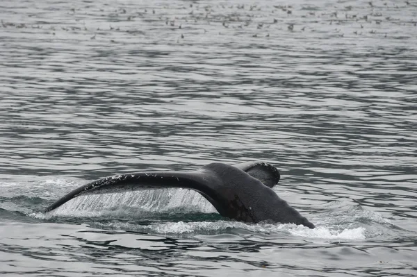 Balena megattere in Alaska — Foto Stock