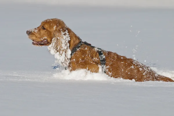 Hundvalp fördriva tiden leker i snön — Stockfoto