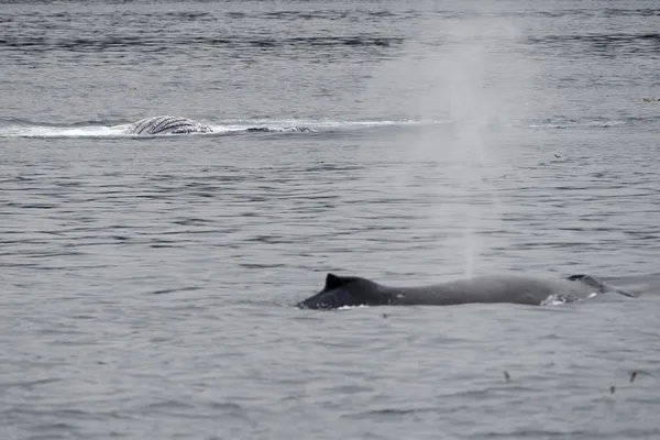 Ballena jorobada en Alaska —  Fotos de Stock