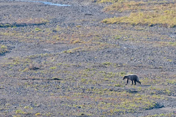 Un oso pardo en Denali Park — Foto de Stock
