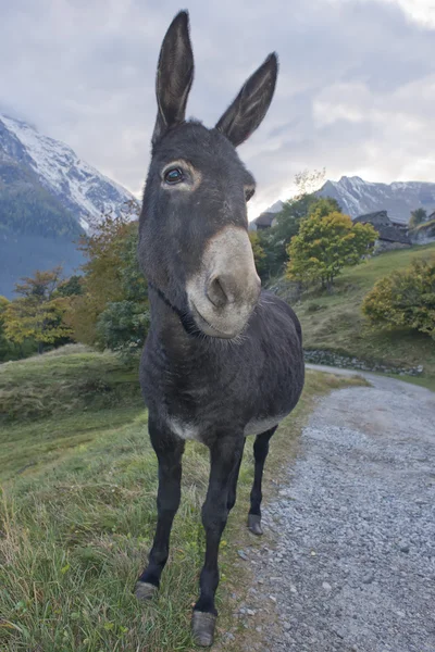 Donkey close up portrait — Stock Photo, Image