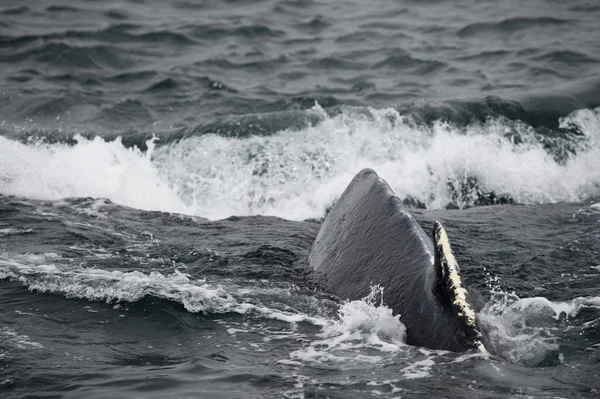 Горбатый кит на Аляске — стоковое фото