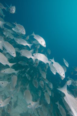 su altında balık sürüsü içinde