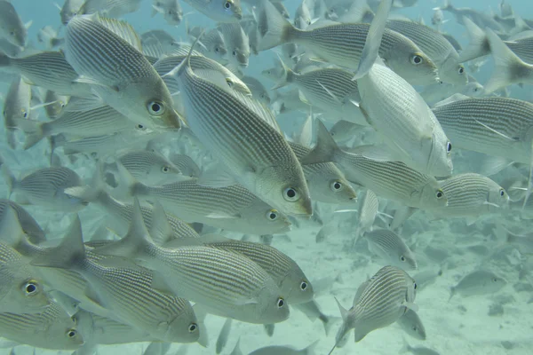 In einem Schwarm Fische unter Wasser — Stockfoto