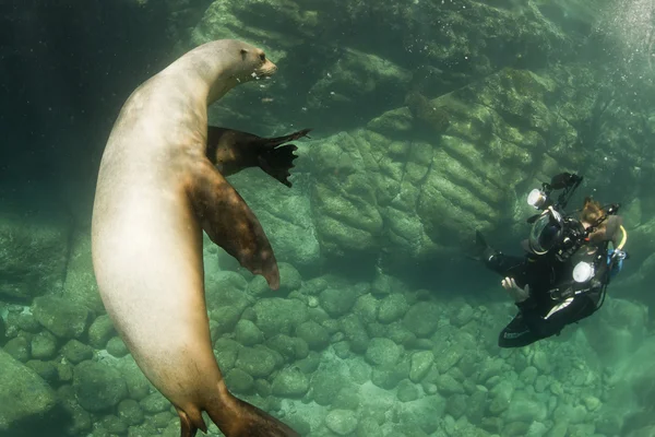 León marino bajo el agua — Foto de Stock