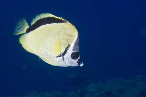 Peces mariposa — Foto de Stock