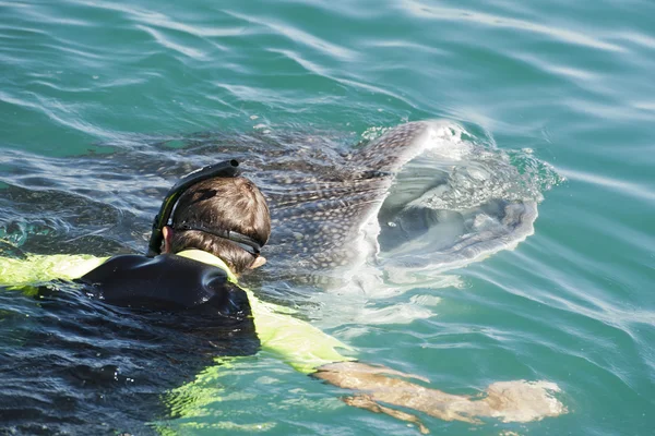 Squalo balena mentre mangia — Foto Stock